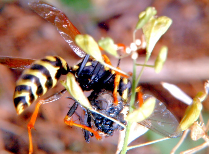 Polistes gallicus